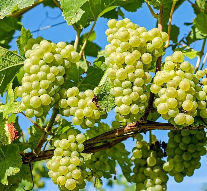 Pwodiksyon rezen, Yon opòtinite ekonomik pou ayiti.