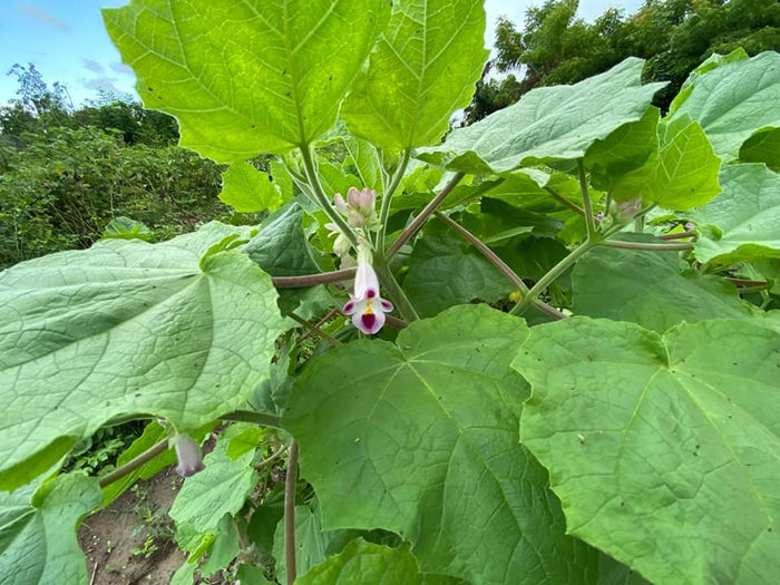 Kònarè, yon plant medisinal nou dwe fè konesans avèl.