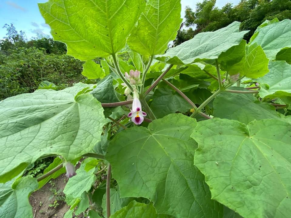 Kònarè, yon plant medisinal nou dwe fè konesans avèl.