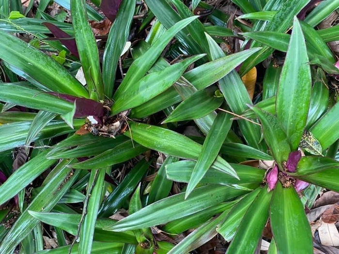 Sa ou dwe konnen sou Bouldimas kòm plant ÒNEMANTAL E MEDISINAL