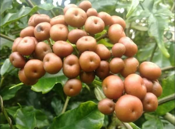 Teknik pou byen kolekte semans