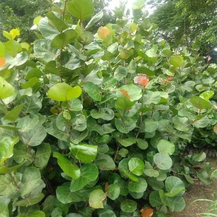 Kèk plant litoral ak wòl yo