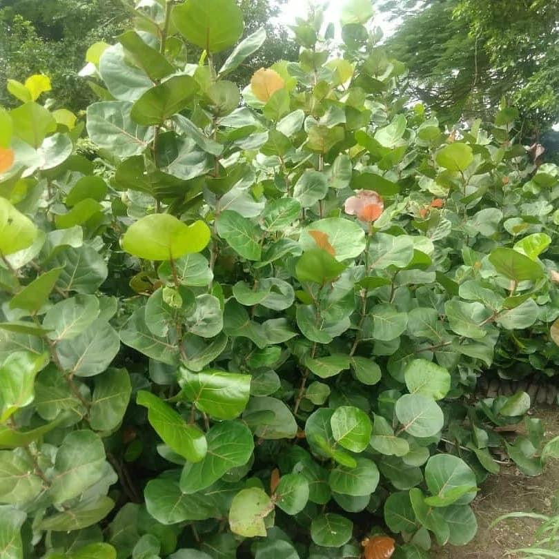 Kèk plant litoral ak wòl yo