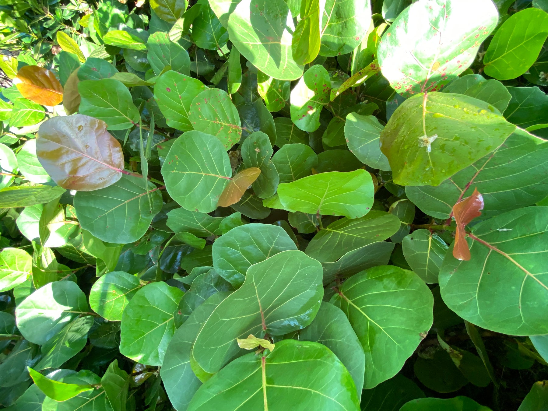 Sa ou dwe konnen sou rezen lanmè.