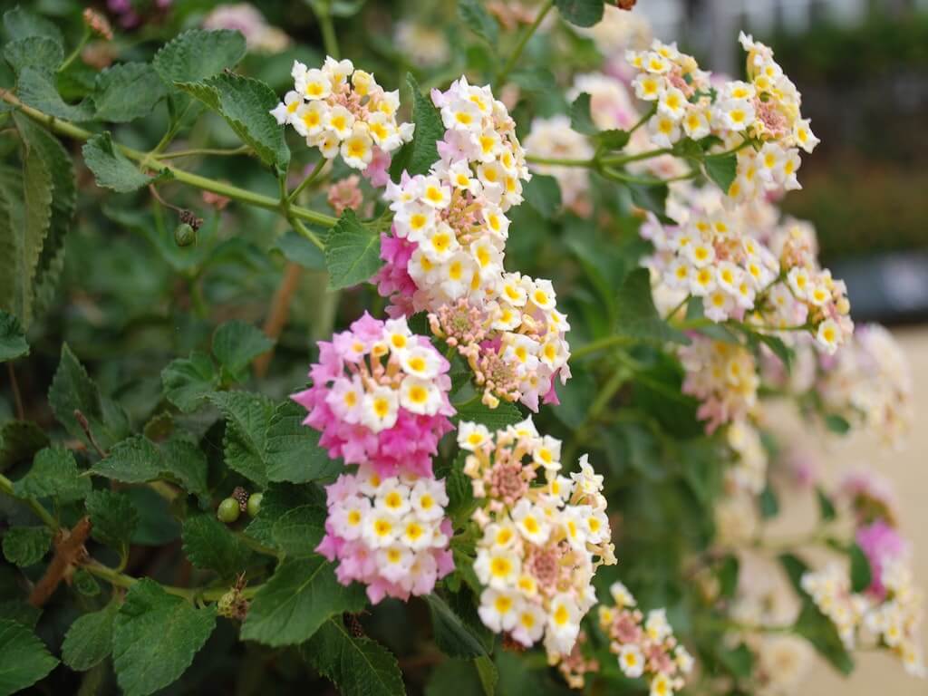 Collection des plantes médicinales