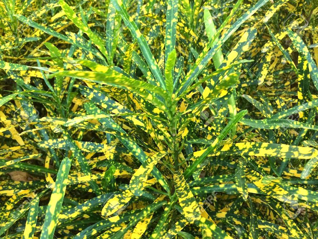 Collection des plantes ornementales