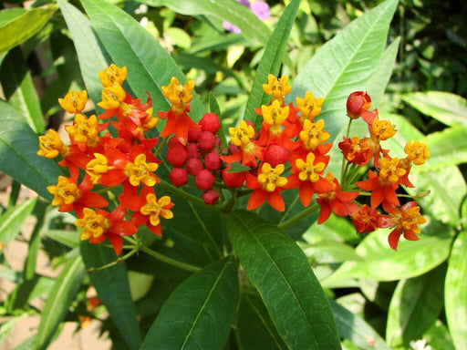 Asclepias curassavica