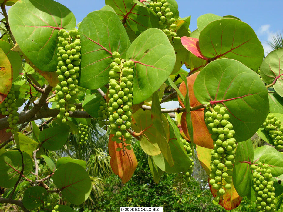 Coccoloba uvifera