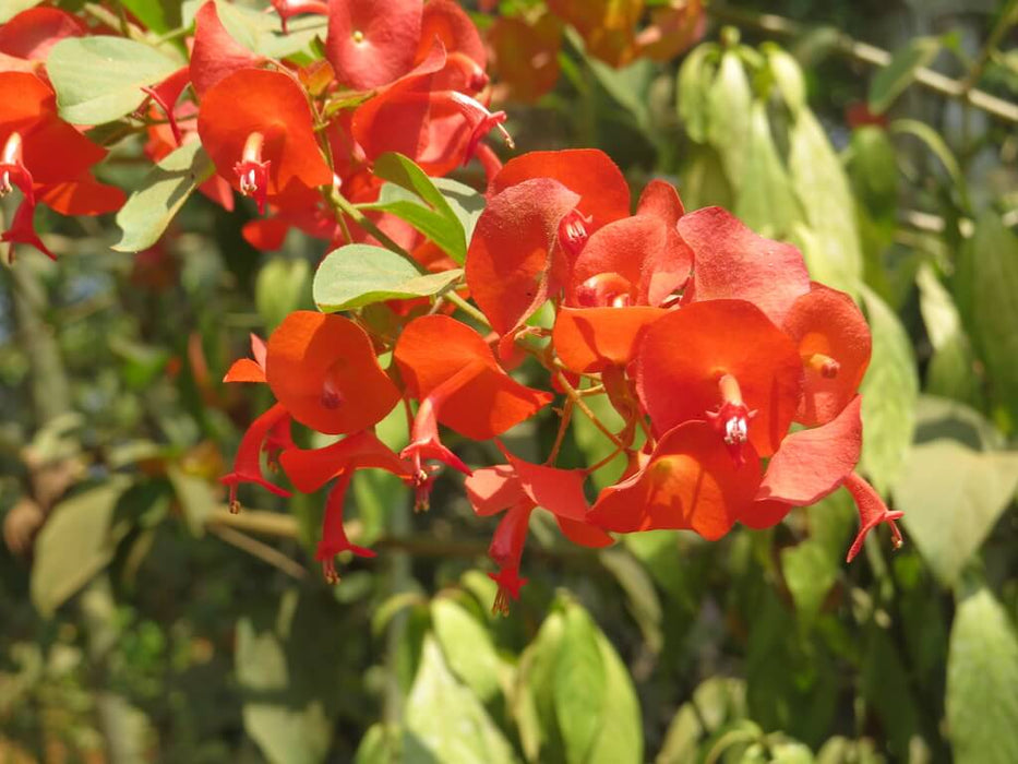 Holmskioldia sanguinea