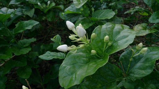 Jasminum sambac