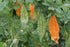 Momordica charantia L / Esken