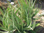 Aloes vera / Lalwa/ Aloes