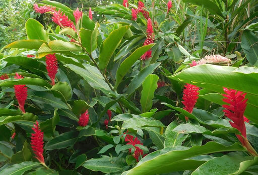 Alpinia purpurea
