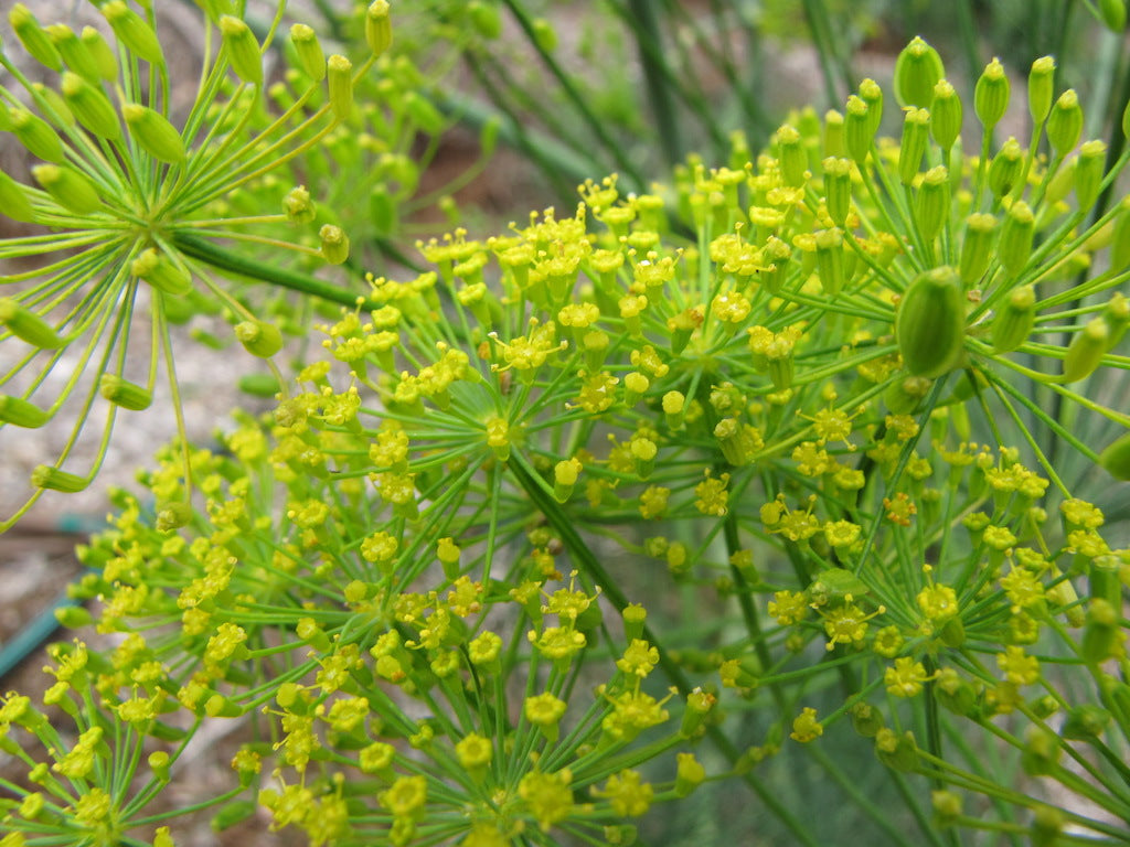 Anethum graveolens L./ Lanni