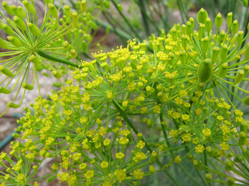 Anethum graveolens L./ Lanni