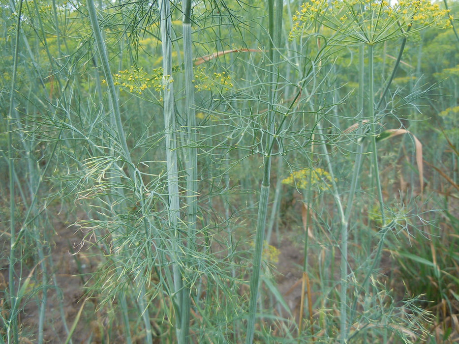 Anethum graveolens L./ Lanni