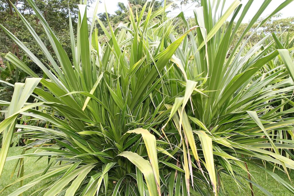 Pandanus veitchii