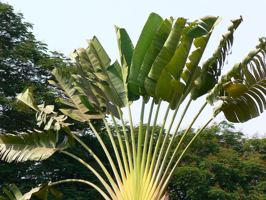 Ravenala madagascariensis