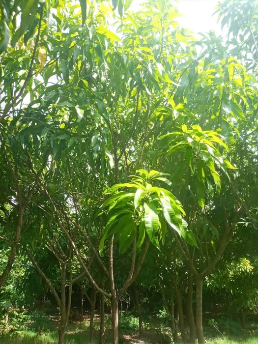 Mangifera indica / Mango/Manguier.