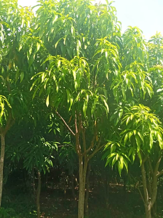 Manquier de 4 metres de hauteur