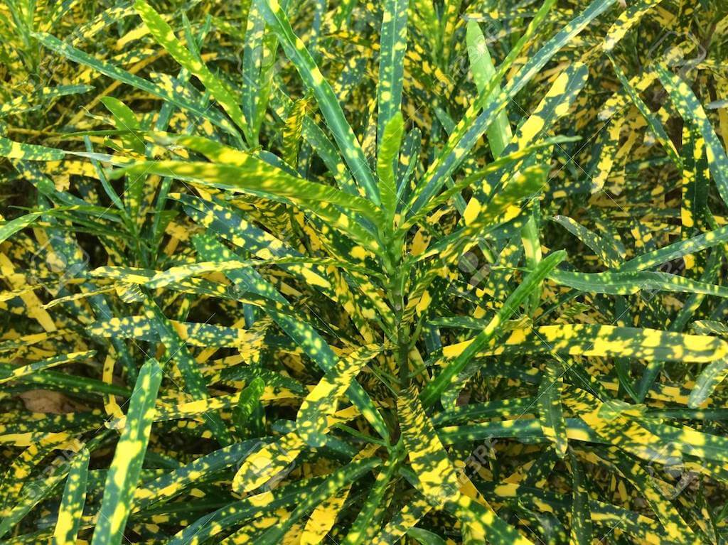 Croto | Codiaeum varigatum