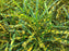 Croto | Codiaeum varigatum