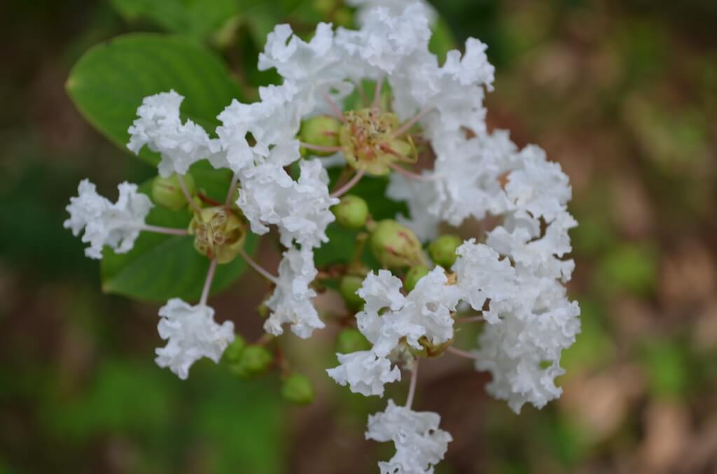 Lagerstroemia indica