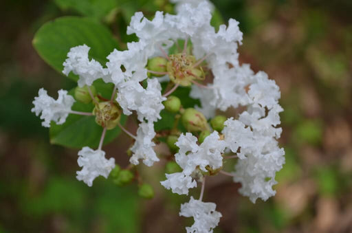 Lagerstroemia indica