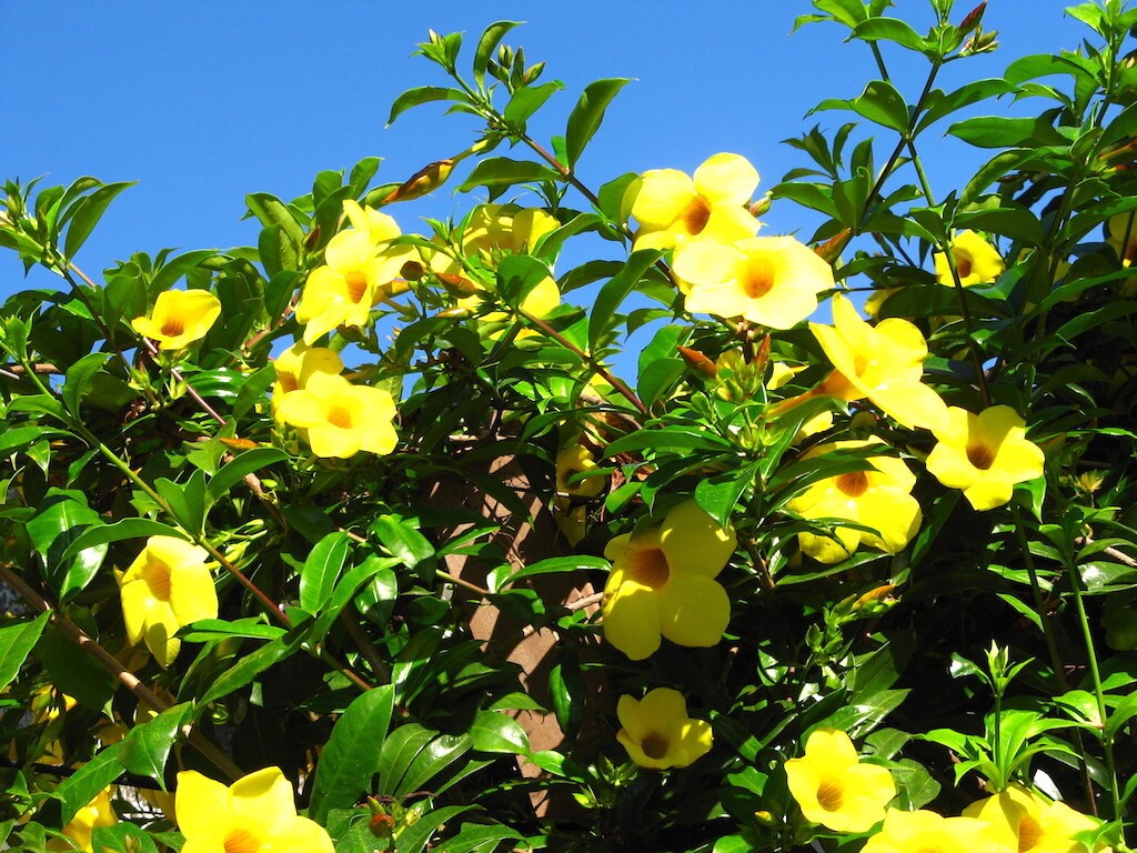Allamanda cathartica