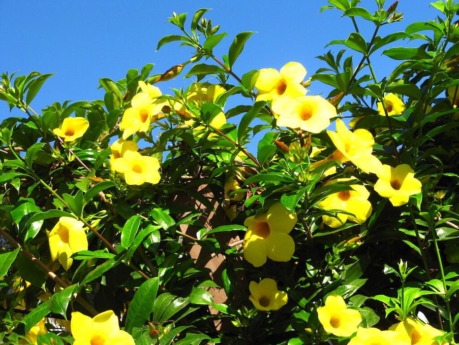Allamanda cathartica