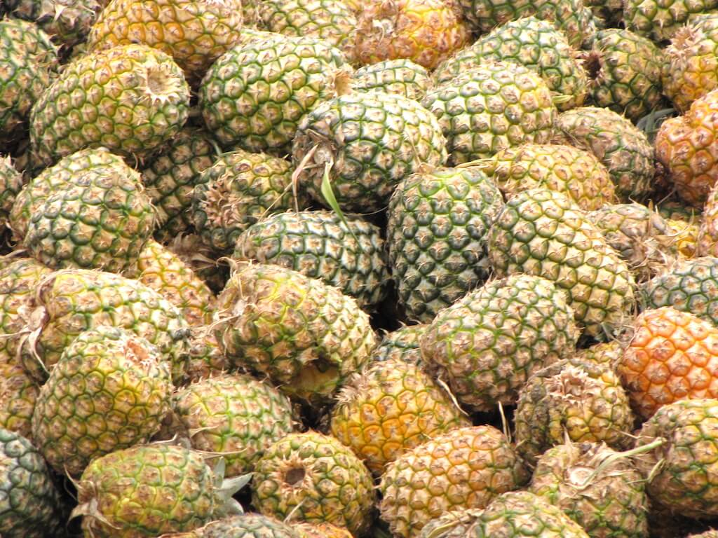 Ananas comosus / Anana