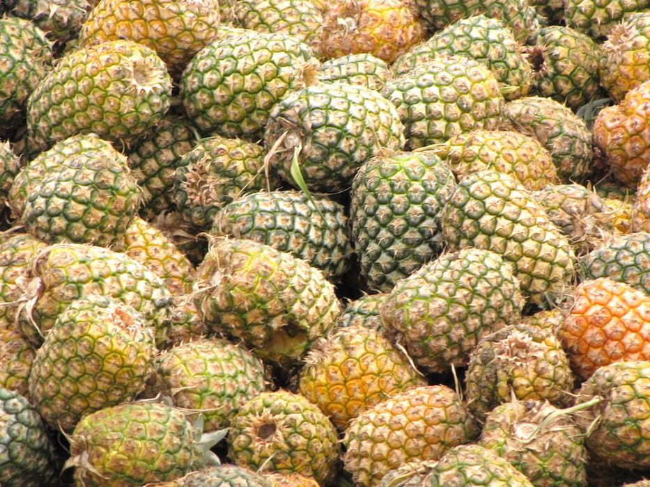 Ananas comosus / Anana