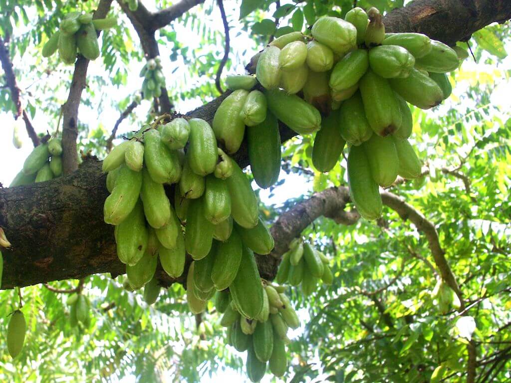 Averrhoa bilimbi | Blenblen