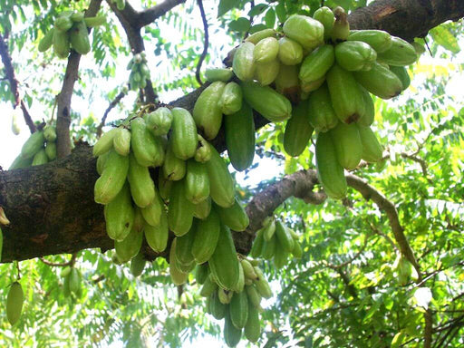 Averrhoa bilimbi | Blenblen