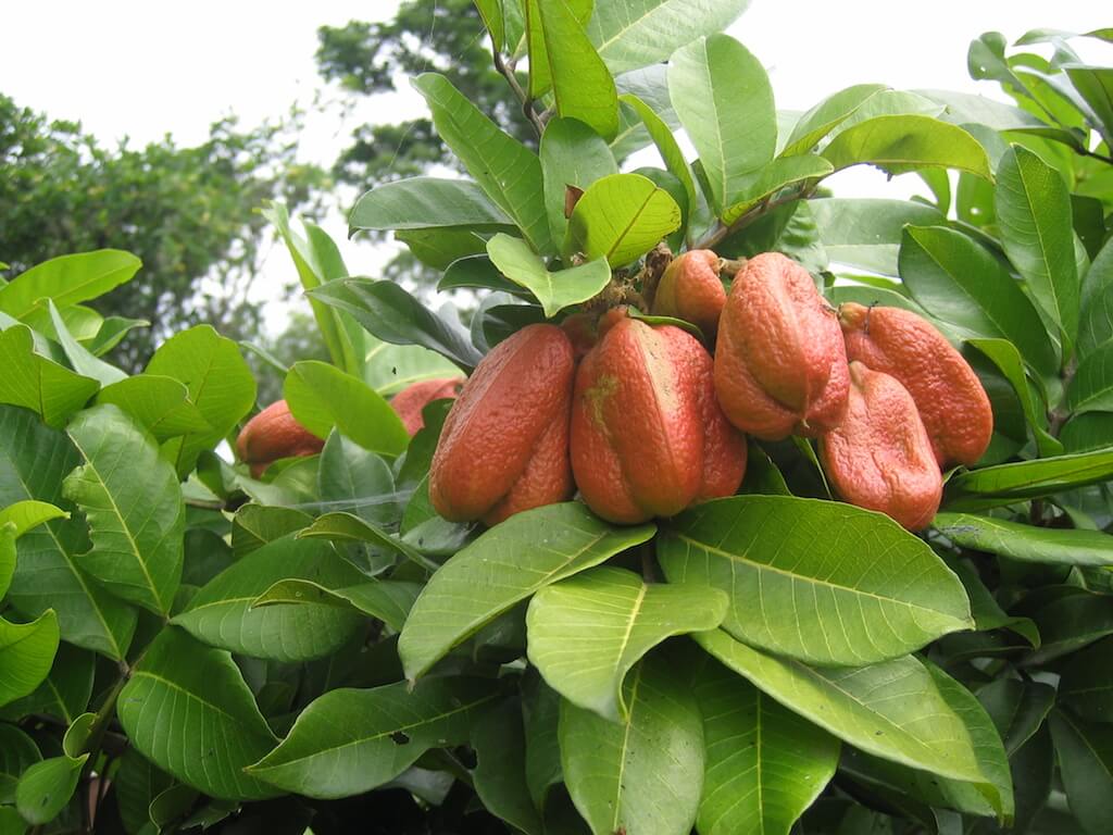 Blighia sapida | Aki