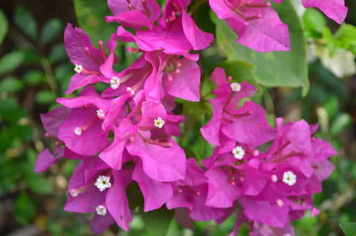 Bougainvillier