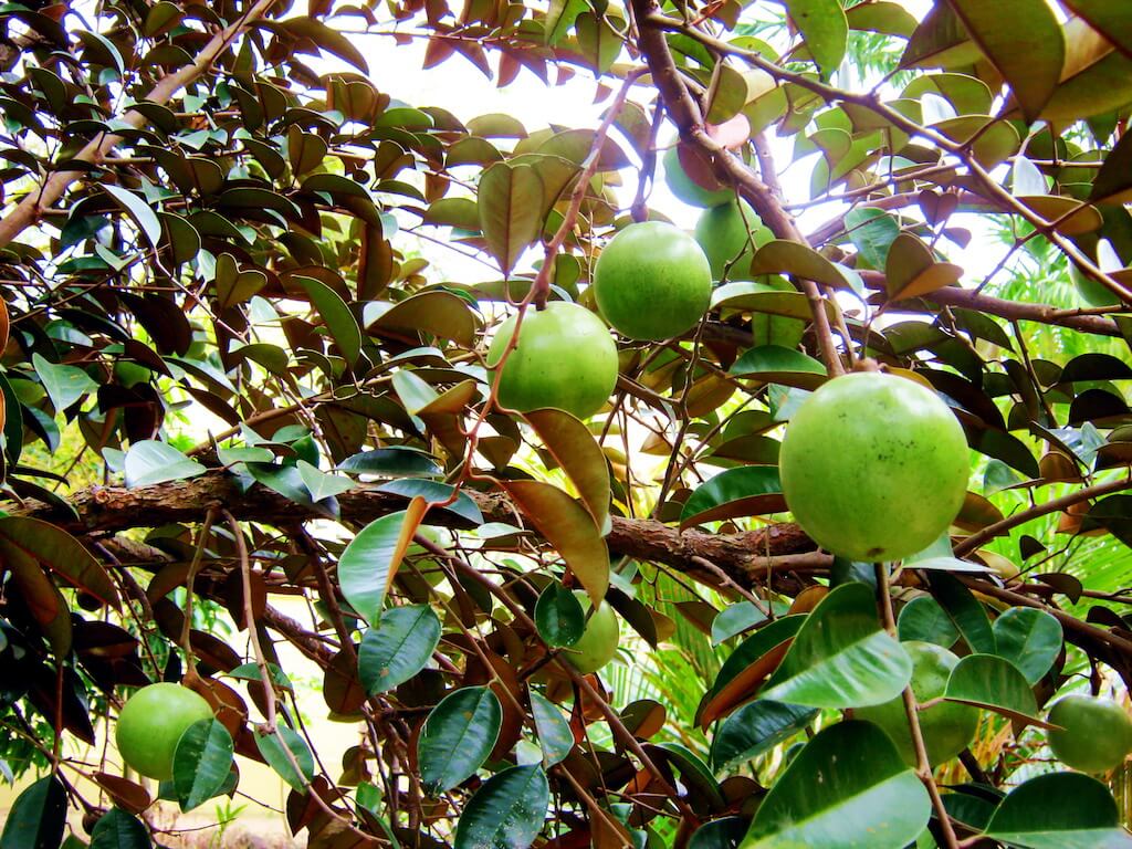 Chrysophyllum cainito / Kayimit