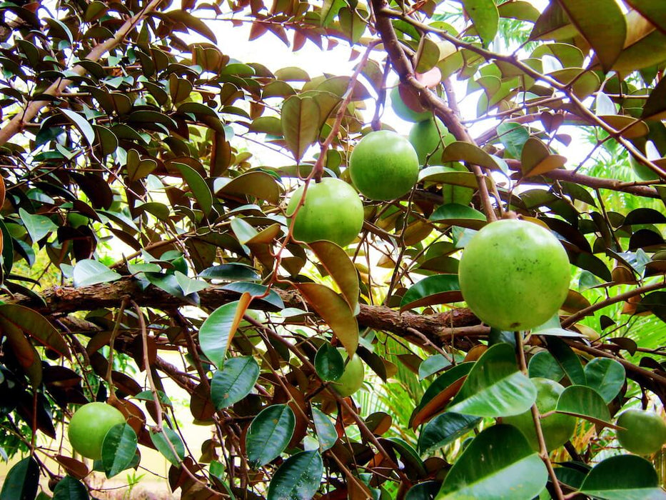 Chrysophyllum cainito / Kayimit