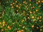 Citrus maxima /  Mandarine