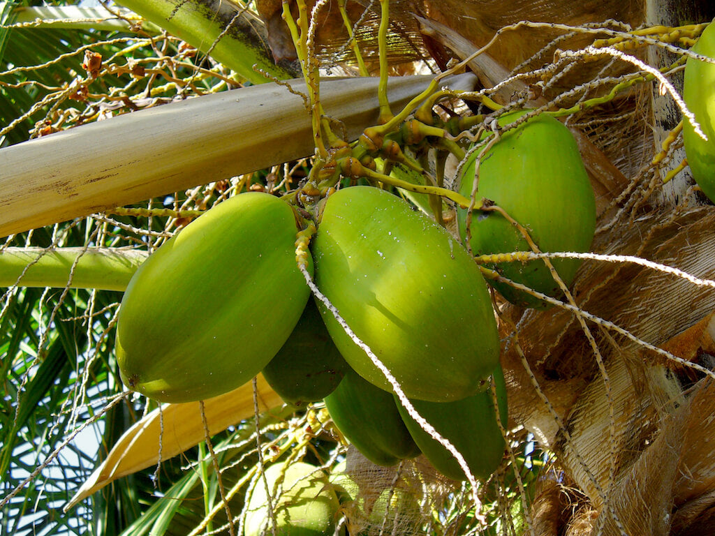 Cocos nucifera. | Kokoye