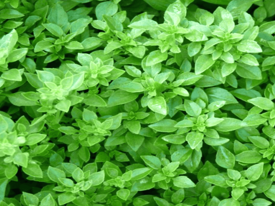 Ocimum basilicum