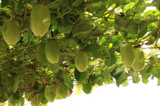 Passiflora quadrangularis | Grenadine