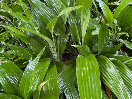 Dracaena
