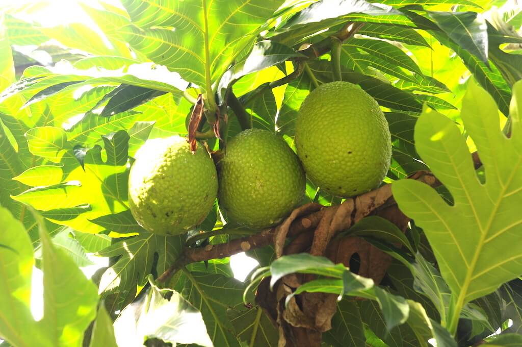 Artocarpus altilis | Veritab