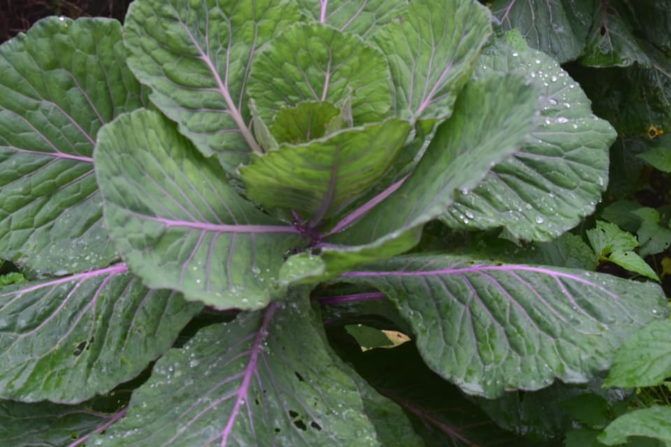 Formation sur la reproduction des plantes