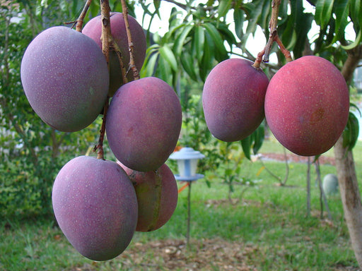 Mangifera indica / Mango/Manguier.
