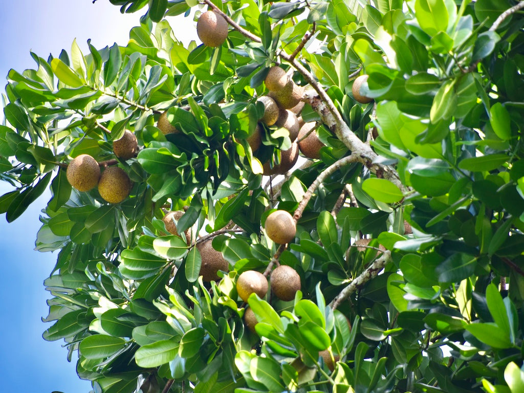 Mammea americana / Zabriko