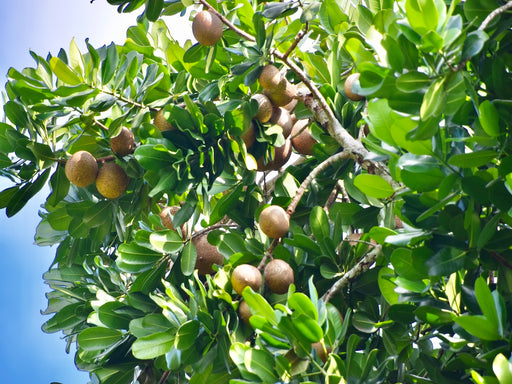 Mammea americana / Zabriko