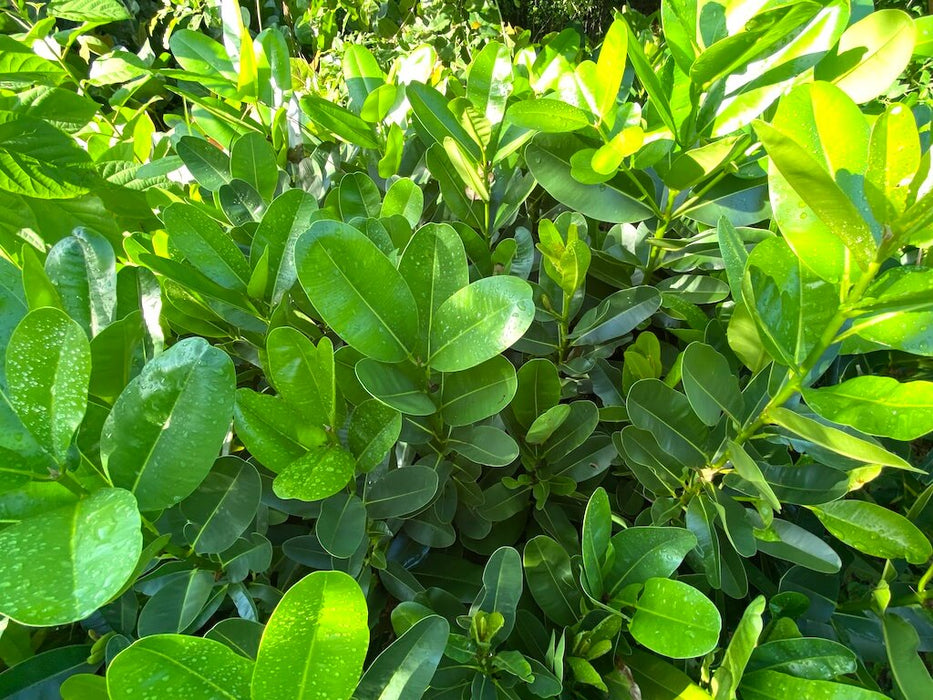 Callophyllum antillanum / Dame Marie / Dammarie