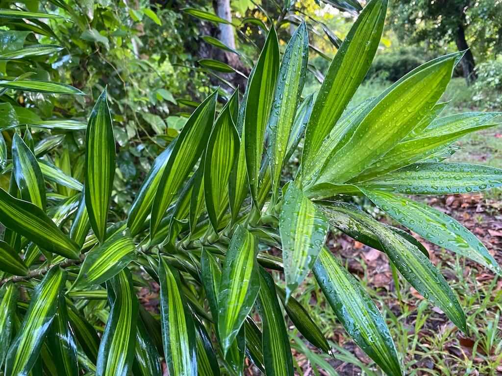Dracaena